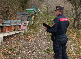 Jesi - Miele millefiori spacciato per d’acacia, denunciate tre persone